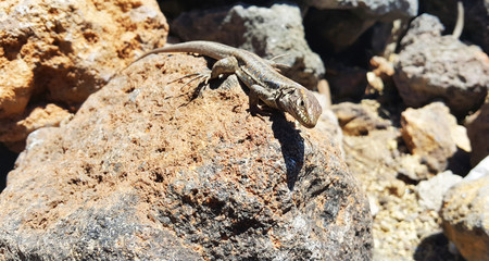 Jaszczurka, kamienie, wulkan Teide, Tenerife © fortismedia