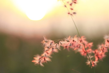 The shadow of the grass flower with the soft light of the sun behind.