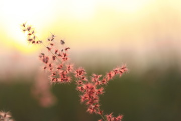 The shadow of the grass flower with the soft light of the sun behind.