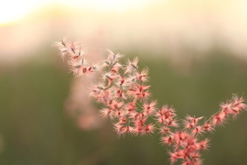 The shadow of the grass flower with the soft light of the sun behind.