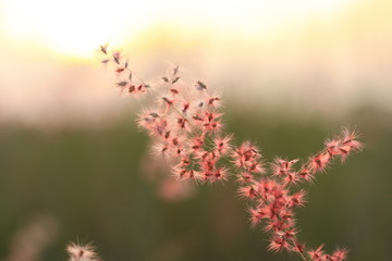 The shadow of the grass flower with the soft light of the sun behind.