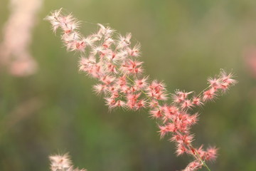 The shadow of the grass flower with the soft light of the sun behind.