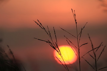 Obraz premium The shadow of the grass flower with the light of the sun behind