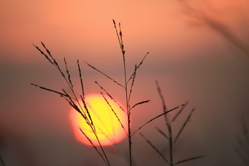The shadow of the grass flower with the light of the sun behind