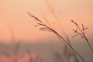 The shadow of the grass flower with the light of the sun behind