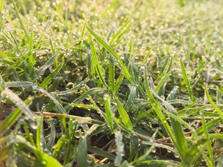 Nature Fresh Morning Background from Tropical Country 