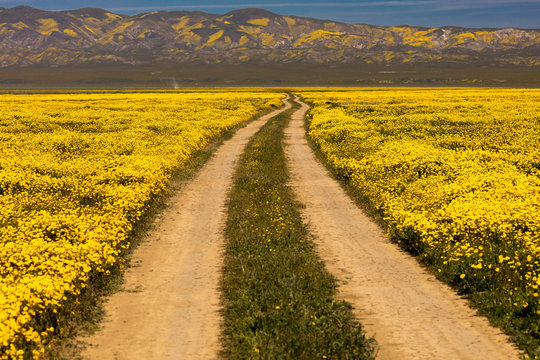 Carrizo Plain National Monument in spring "super bloom" following rains in Central California near Soda Lake & Cuyama
