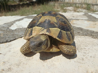 tortoise