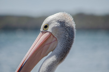 Pelican watching