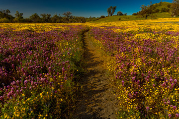 Path with wildflowers explode on Shell Creek Road Super Bloom, San Luis Obisbo, CA