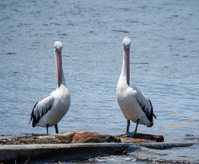 Pelican Twins