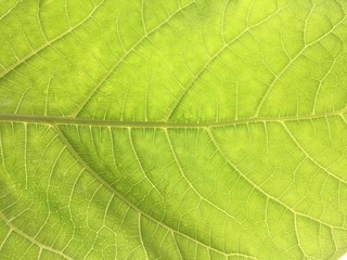 Green Light Leaf Nature Fresh Morning Background from Tropical Country 