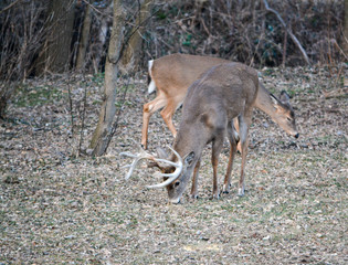 Thor, Rudolph & Blitzen Hanging Out