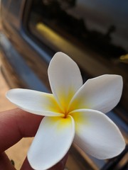 White and Yellow Flower