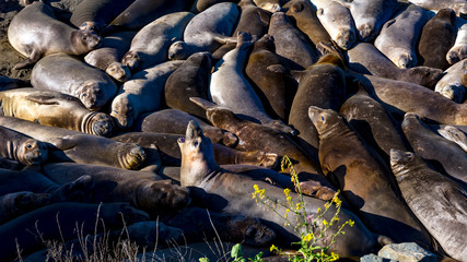 Elephant Seals soak in sun at Piedras Blanca, San Simeom Central Coast, California