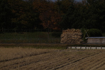 The straw which is piled up beside a rice field