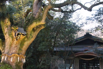 Shinto shrine in Nagoya, Atsuta shining in the morning sun