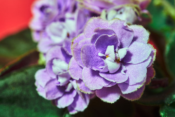 Details of a blooming African violet potted flower.