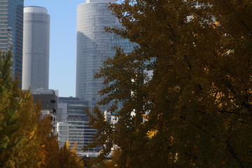 Colored leaves of the ginkgo around Nagoya Station