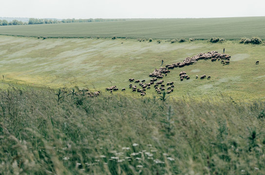 herd of cows gaze