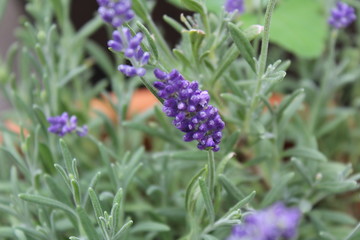 Lavender