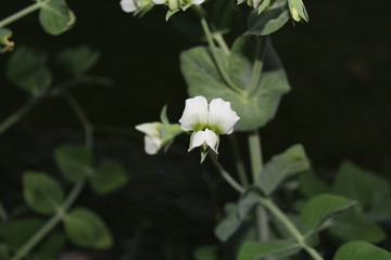Green Beans Blooms