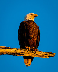 APRIL 26, 2019, LAKE MARTIN SWAMP, LOUISIANA - Bald Eagle sits in morning light on tree branch in Lake Martin Swamp, Louisiana