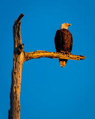 APRIL 26, 2019, LAKE MARTIN SWAMP, LOUISIANA - Bald Eagle sits in morning light on tree branch in Lake Martin Swamp, Louisiana
