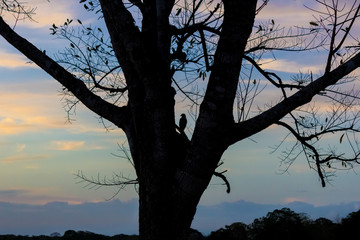 silhouette of a tree at sunset