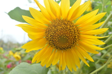 sunflower