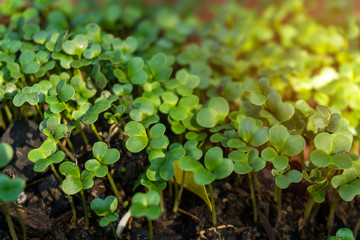 Close up young Chinese kale