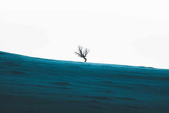 Lone Tree 