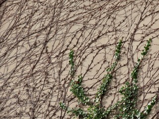 Vine on wall
