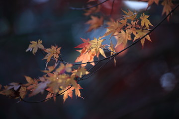 Autumnal landscape of Suizawa maple valley in the Mie Prefecture of Japan