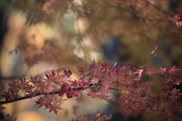 Autumnal landscape of Suizawa maple valley in the Mie Prefecture of Japan