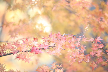 Autumnal landscape of Suizawa maple valley in the Mie Prefecture of Japan