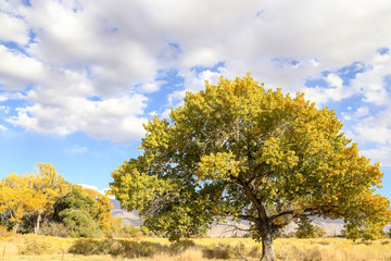peaceful afternoon at Bishop, California