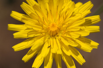 Macro close-up of a flowering chapter of a Sonchus tenerrimus L.