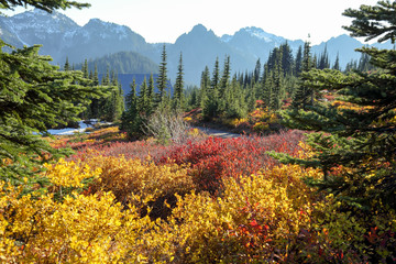 Mt. Rainier national park, Seattle Washinton