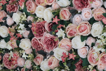 Colorful beauty pink and white roses backdrop for Valentines day wedding concept background