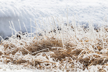 Fototapeta premium Dry yellow grass covered with frost in the morning sun