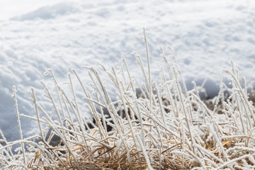 Fototapeta premium Dry yellow grass covered with frost in the morning sun