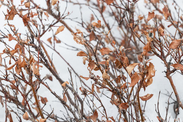 Tundra dwarf plants with dried leaves on a background of snow