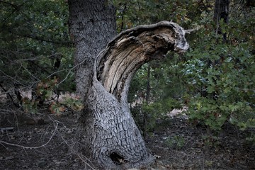 Obraz premium Tree Split