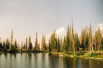 Keuken foto achterwand Mistig bos lake in forest