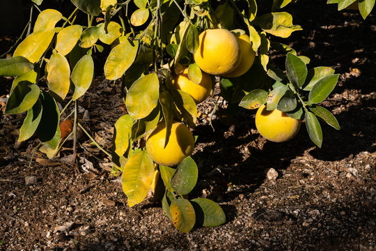 Grapefruits Hanging On Branch From Citrus Tree Close To The Ground. Low Hanging Fruit Concept.