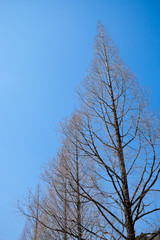 落葉したメタセコイア	