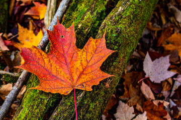 Red and Orange Maple Leaf on Mossy Log in Fall