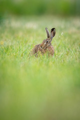 European hare sitting in the grass. Brown mammal in its natral environment. Brown hare on a meadow.