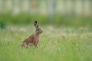 European hare sitting in the grass. Brown mammal in its natral environment. Brown hare on a meadow.